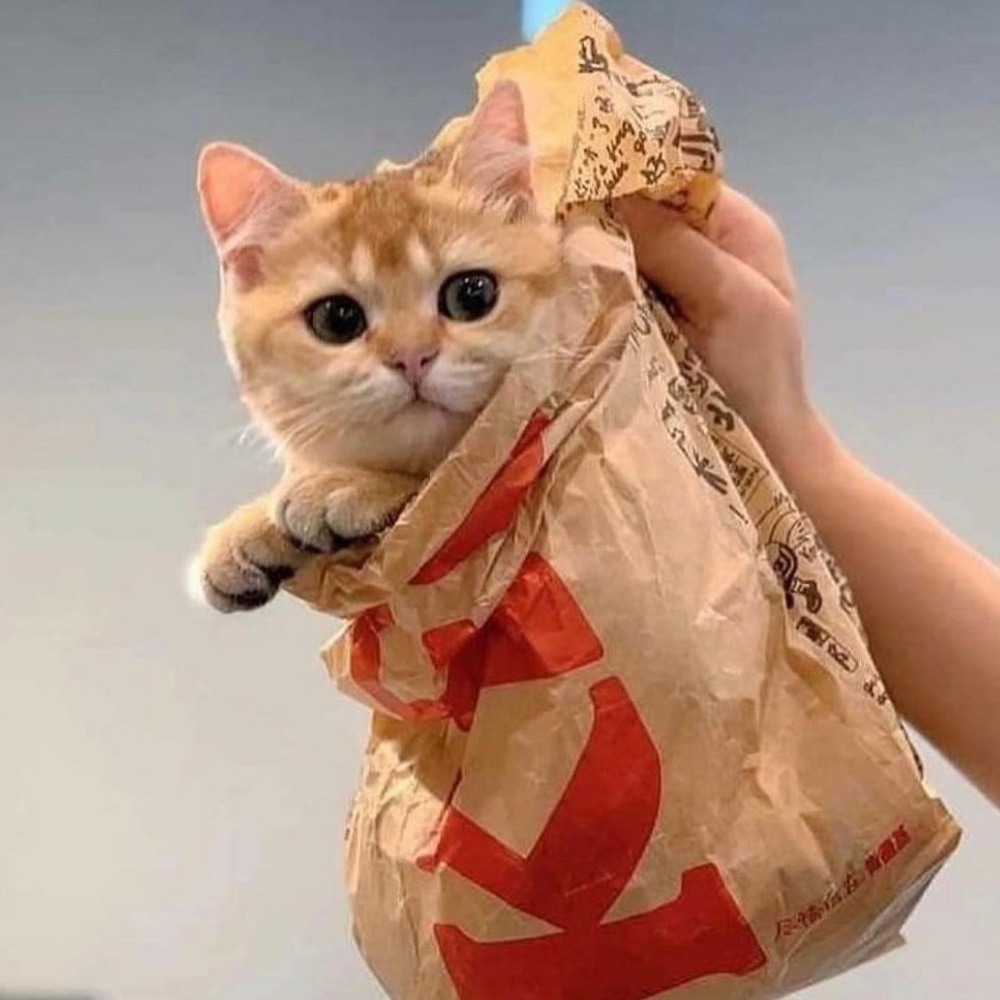 Tis I